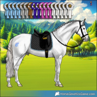 Horse Color:Gray Liver Red Dun Sabino Tobiano Rabicano  and Gray Liver Red Dun Sabino Tobiano Rabicano 