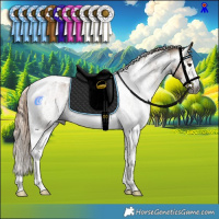 Horse Color:Gray Liver Red Dun Sabino Tobiano Rabicano  and Gray Liver Red Dun Sabino Tobiano Rabicano 