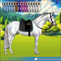 Horse Color:Gray Liver Red Dun Sabino Tobiano Rabicano and Gray Liver Red Dun Sabino Tobiano Rabicano