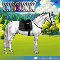 Horse Color:Gray Liver Red Dun Sabino Tobiano Rabicano  and Gray Liver Red Dun Sabino Tobiano Rabicano 