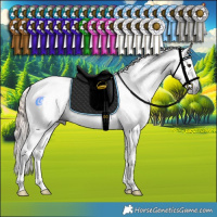 Horse Color:Gray Liver Red Dun Sabino Tobiano Rabicano and Gray Liver Red Dun Sabino Tobiano Rabicano