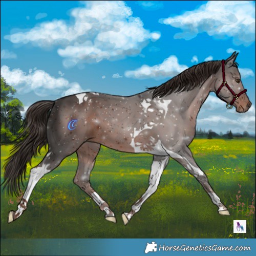 Horse Color:Liver Chestnut Tobiano 