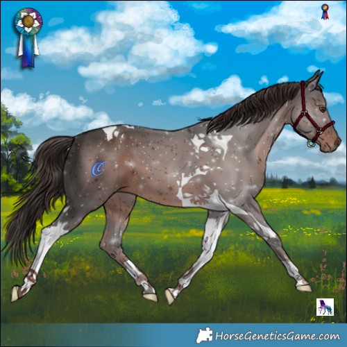 Horse Color:Liver Chestnut Tobiano 