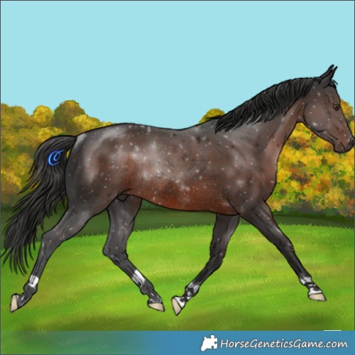 Horse Color:Liver Chestnut Rabicano 