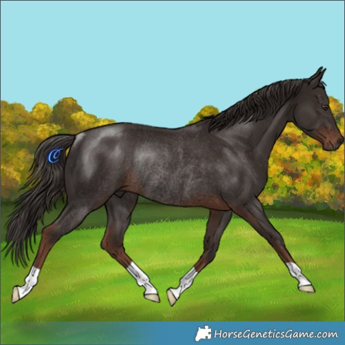 Horse Color:Liver Chestnut Rabicano 
