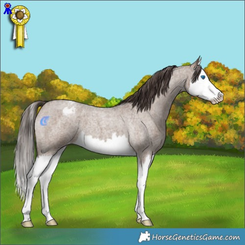 Horse Color:Liver Red Dun Roan Splash Appaloosa 