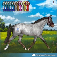 Horse Color:Liver Red Roan Blanket Rabicano 