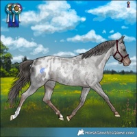 Horse Color:Liver Red Roan Appaloosa Rabicano