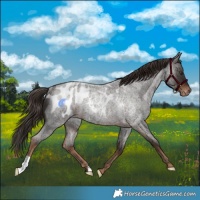 Horse Color:Liver Red Roan Appaloosa Rabicano 
