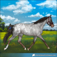 Horse Color:Liver Red Roan Appaloosa Rabicano