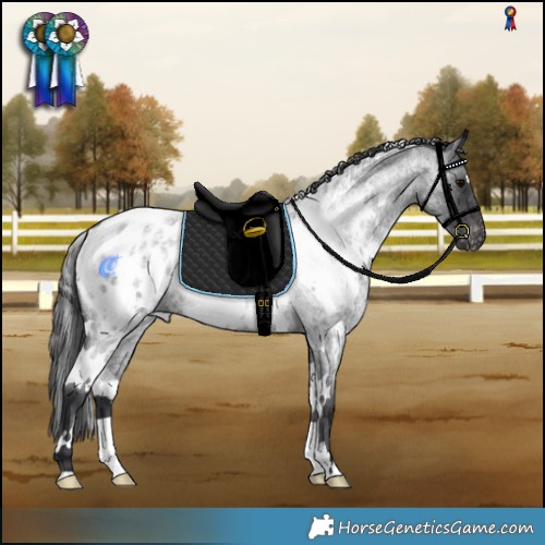 Horse Color:White Spotted Blue Roan Appaloosa Rabicano 