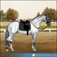 Horse Color:White Spotted Blue Roan Appaloosa Rabicano