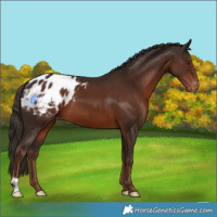 Horse Color:Liver Chestnut Appaloosa 