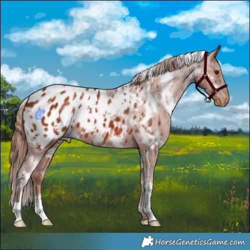 Horse Color:White Spotted Chestnut Appaloosa 