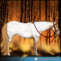 Horse Color:Chestnut Appaloosa