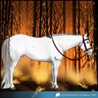 Horse Color:Bay Fewspot Rabicano 