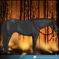 Horse Color:Black 