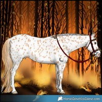Horse Color:Chestnut Appaloosa