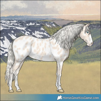 Horse Color:Cremello Near Leopard