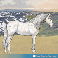 Horse Color:Cremello Near Leopard 