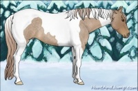 Horse Color:Palomino Roan Tobiano 