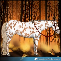 Horse Color:Chestnut Appaloosa