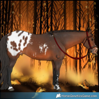 Horse Color:Brown Appaloosa