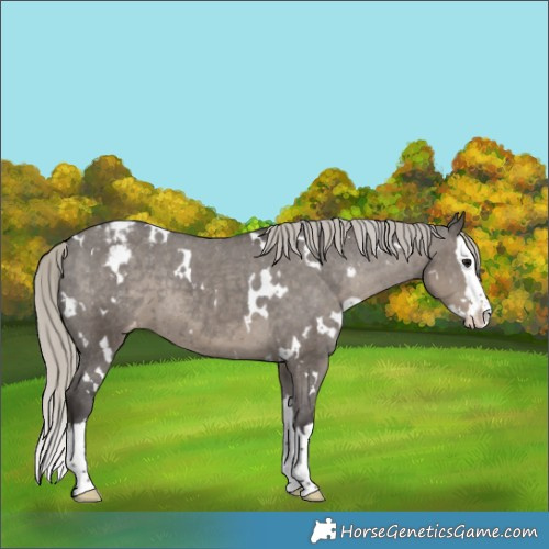 Horse Color:White Spotted Silver Smoky Grullo Splash Appaloosa 