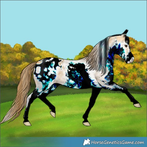 Horse Color:White Spotted Buckskin Dun Blanket 