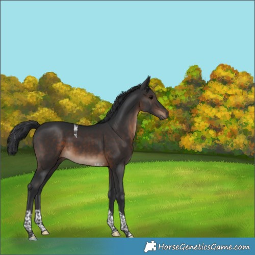 Horse Color:Brown Tobiano 