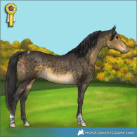 Horse Color:Buckskin Tobiano