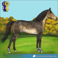 Horse Color:Buckskin Tobiano