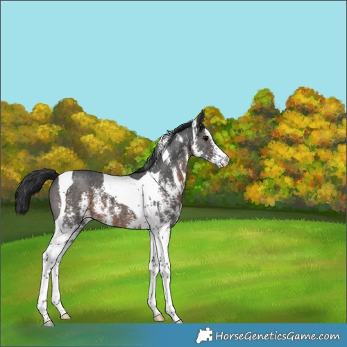 Horse Color:Brown Sabino Tobiano 
