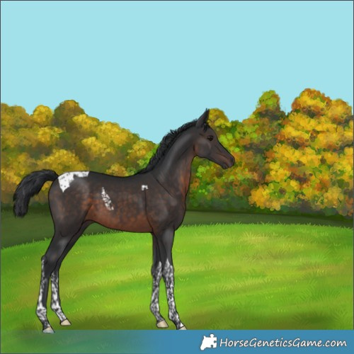 Horse Color:Brown Tobiano 