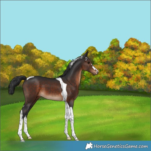 Horse Color:Brown Tobiano 