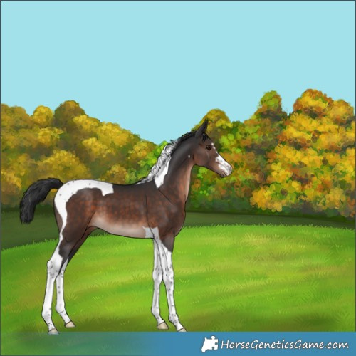Horse Color:Brown Mushroom Tobiano 
