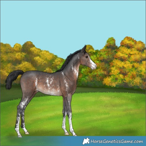 Horse Color:Brown Sabino 