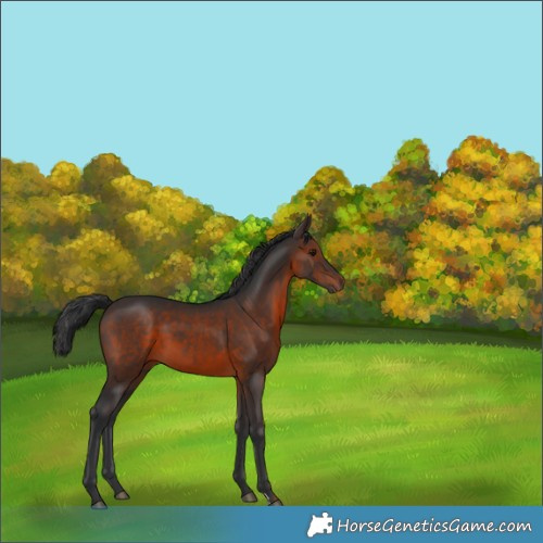 Horse Color:Brown 