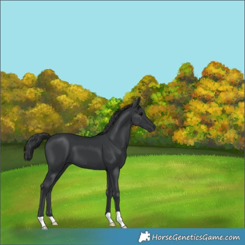 Horse Color:Black 