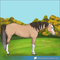Horse Color:Bay Dun Splash 