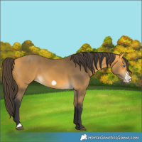 Horse Color:Buckskin Frame 