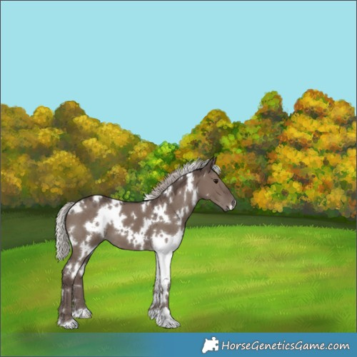Horse Color:White Spotted Silver Grullo Mushroom 