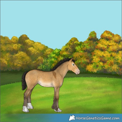 Horse Color:Gray Amber Cream Champagne Dun 