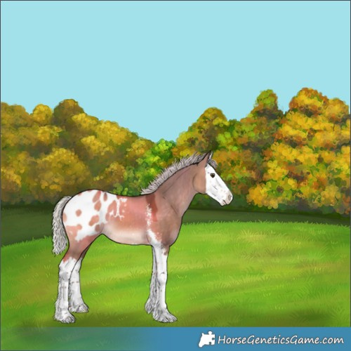 Horse Color:Silver Bay Dun Sabino Splash Blanket 