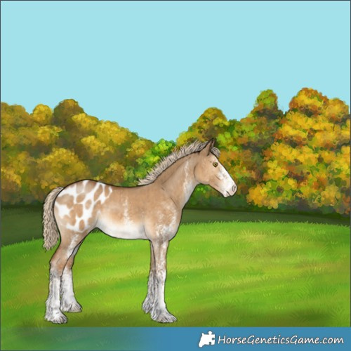 Horse Color:White Spotted Chocolate Palomino Dun Blanket Brindle 