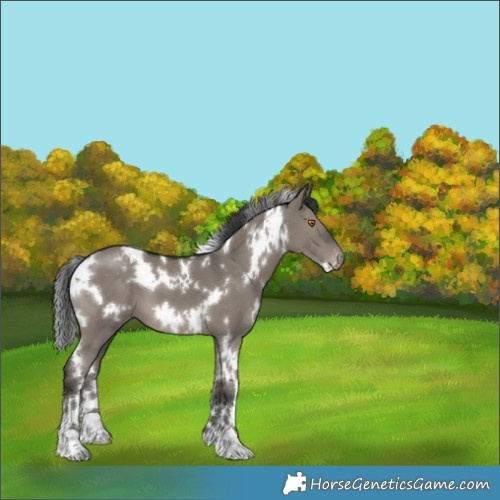 Horse Color:White Spotted Grullo Varnish 