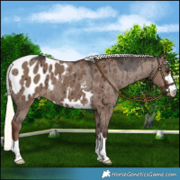 Horse Color:Liver Red Dun Mushroom Appaloosa Brindle 