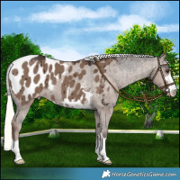 Horse Color:Liver Red Dun Mushroom Blanket Brindle 