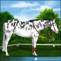 Horse Color:White Spotted Black Splash Leopard 