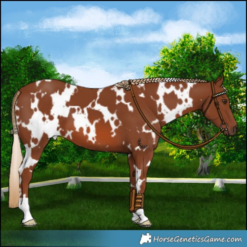 Horse Color:White Spotted Chestnut 